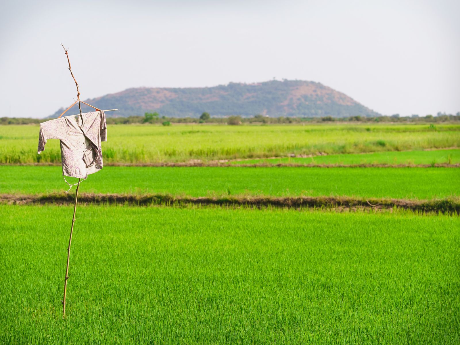 Green rice fields in Cambodia