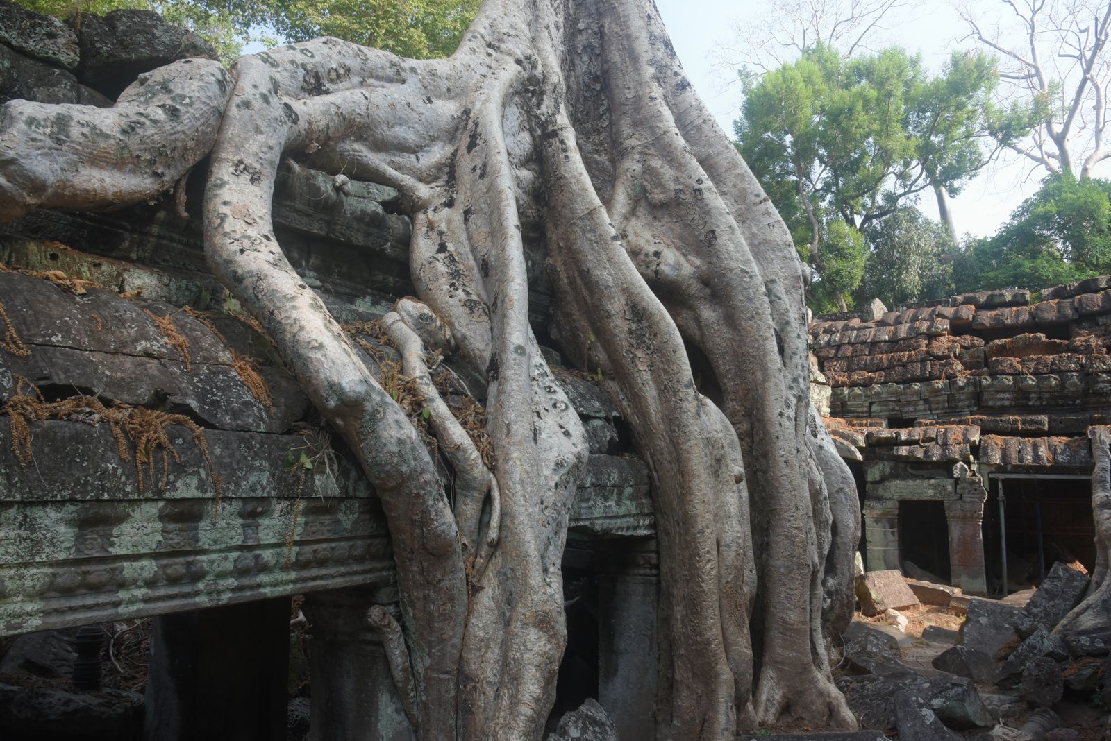 Ta Prohm temple in the jungle